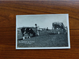 SUISSE AU SOMMET DU SUCHET BERGER AVEC SES VACHES - Au