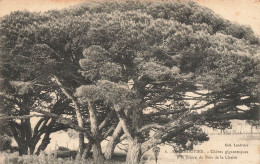 Noirmoutier * Les Cèdres Gigantesques à La Lisière Du Bois De La Chaize * Arbre - Noirmoutier