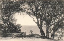 Noirmoutier * Chênes Au Bord De La Mer à L'anse Rouge * Arbre - Noirmoutier