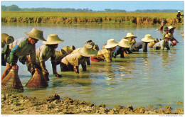 Thailande Ferme (LOT TA) - Thaïlande