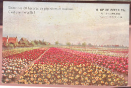 Cpa Putte Lez Malines  Roses  Op De Beeck - Malines