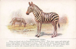 Litho Chapman's Zebra Chapmanzebra Zebra Zèbre - Zebre