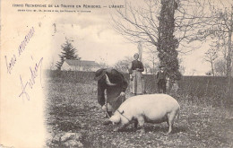 FOLKLORE - Recherche De La Truffe En Périgord - L'Arrêt - Porc - Carte Postale Ancienne - Autres & Non Classés