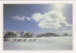 AK148247 CANADA - Labrador - Waldläufer - Autres & Non Classés