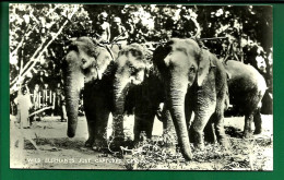 Cpa Wild Elephants Captured Capture Elephants Sauvage Animaux Colombo  Ceylon Sri Lanka N°10/8 - Azië