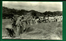 Cpa Reaping Paddy Cultures Recolte De Riz Colombo  Ceylon Sri Lanka N°10/7 - Asia