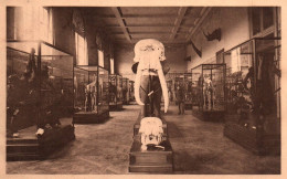 Tervueren (Musée Du Congo Belge) - Crânes D'Éléphants - Tervuren