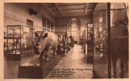 Tervueren (Musée Du Congo Belge) - Salle Des Mammifères - Tervuren