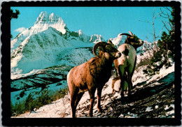 Montana Glacier National Park Three Mountain Sheep - Altri & Non Classificati