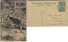 Belgian Congo 1923 Postal Stationery Card Stamp 15 Cents Photo Mammal Okapi Relative Giraffe from Likasi To Torino Italy - Jirafas