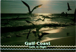 Mississippi Ocean Springs Seagulls In Flight Along The Gulf Coast - Sonstige & Ohne Zuordnung
