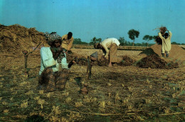 CPM - PAKISTAN - Tipical Farmer In The Punjab ...Edition Venus - Pakistan