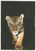 Siberian Amur Tiger Cub, Unused Postcard. 1987 Publisher Planeta, Moscow Soviet Russia USSR - Tigers