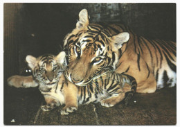 Bengal Tiger Family Cub Unused Postcard. 1989 Publisher Planeta, Moscow Soviet Russia USSR - Tiger