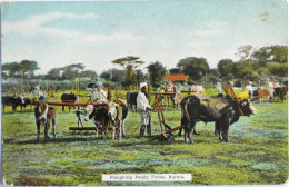 C. P. A. Color : MYANMAR (BURMA) : Ploughing Paddy Fields, Burma - Myanmar (Burma)