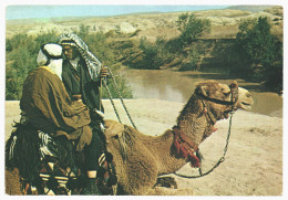 Bedouins Camel Jordan River Palestine 1981 Used Vintage Postcard, Posted In Jerusalem. Publisher I.Amad - Palestine