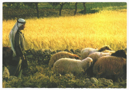 Bethlehem Shepherd's Field Palestine 1970s Unused Vintage Postcard. Publisher Star Cards Jerusalem - Palestine