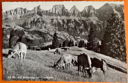 FLUMS - KÜHE AUF MOLSERALP MIT CHURFISTEN 1950 - Flums