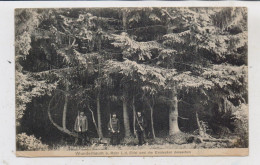 5378 BLANKENHEIM - ROHR, Der Wunderbaum Und Seine Entdecker, 1911 - Euskirchen