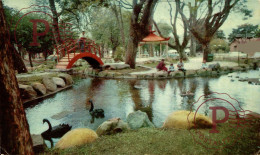 COSTA RICA. JARDIN JAPONES ADYACENTE AL PARQUE MORAZAN. - Costa Rica