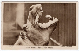 LONDON ZOO - The Hippo Asks For More - Photo. F.W. Bond - Hippopotamuses