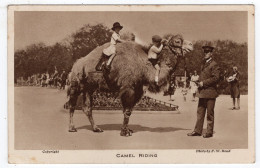 LONDON ZOO - Camel Riding - Photo. F.W. Bond - Hipopótamos