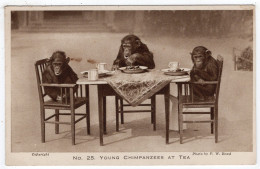 LONDON ZOO - Young Chimpanzees At Tea - Photo. F.W. Bond - Flusspferde