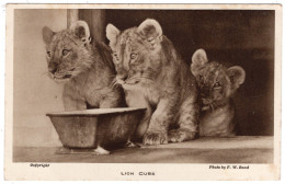 LONDON ZOO - Lion Cubs - Photo. F.W. Bond - Lions