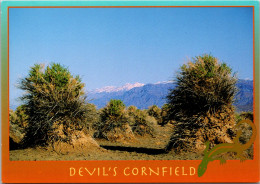 California Devils National National Monument The Devil's Cornfield - Death Valley