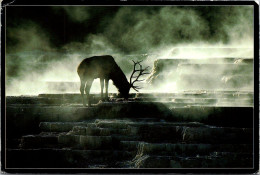 Yellowstone National Parl Bull Eolk In Mammoth Park  - Parques Nacionales USA