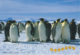 AAT  Postcard Penguins Ship Visit MS Xue Long (China) Signature  Ca Casey 20 DEC 2010 (CS165) - Storia Postale