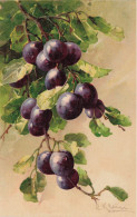 Catharina KLEIN * CPA Illustrateur Klein * éditeur G.O.M. N°1615 * Fruits Prunes - Klein, Catharina