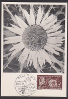 MC 561 Silberdistel Wetterwurz Photokarte Maximum Naturschutzwoche 1957, SoSt. Berlin 20.4.57 - Maximumkaarten