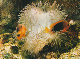 Monaco - Clown Du Feu - Oceanografisch Museum