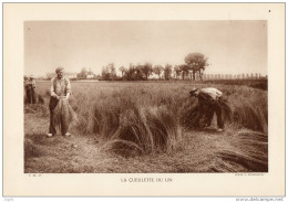 LE CEUILLETTE  DU LIN  ( Vie Rurale Agriculture ) - Altri Disegni