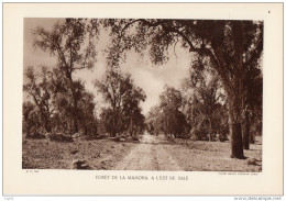 MAROC FORET DE MA MAMORA A L'EST DE SALE - Altri Disegni