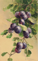 Catharina KLEIN * CPA Illustrateur Klein * éditeur G.M.O. N°1613 * Fruits Prunes - Klein, Catharina