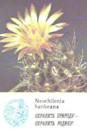 Pocket Calendar, Cactus, Neochilenia Hankeana, 1985 - Petit Format : 1981-90