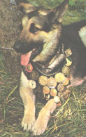 Pocket Calendar, Dog, Alsatian With Medals, 1984 - Petit Format : 1981-90