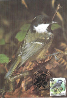Maximum Card 1999 - Vogels, Oiseaux - BUZIN : Coal Tit -Periparus Ater - 1991-2000
