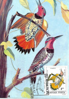 France - Maximumcard 1985 - J.J. AUDUBON :   Northern Flicker  -  Colaptes Auratus - Climbing Birds