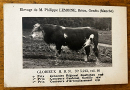 Genêts * élevage De M. Philippe LEMOINE , Brion * Boeuf H.B.N. Vainqueur Concours * Photo Carte Photo - Other & Unclassified