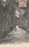 76 - LE HAVRE - La Forêt De Montgeon - Allée Sous Bois - Forêt De Montgeon