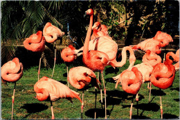 California San Diego Zoo Caribbean Flamingos "The Wedding Party" - San Diego