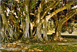 Florida Sarasota Ringling Museum Grounds Giant Banyan Tree - Sarasota