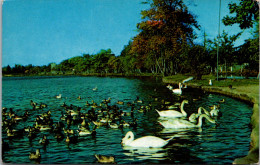 New York Long Island Babylon Argyle Memorial Park Swans And Ducks On The Lake - Long Island