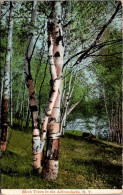 New York Adirondacks Beautiful Birch Trees 1910 - Adirondack