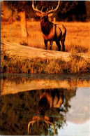 Yellowstone National Park Elk 1985 - Parques Nacionales USA