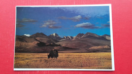 Grazing Yak In Far Western Tibet.Nepal Stamps.Photo By Mani Lama - Tibet