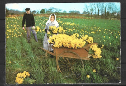 GUERNESEY. Carte Postale écrite. Daffodil Pickers. - Guernsey